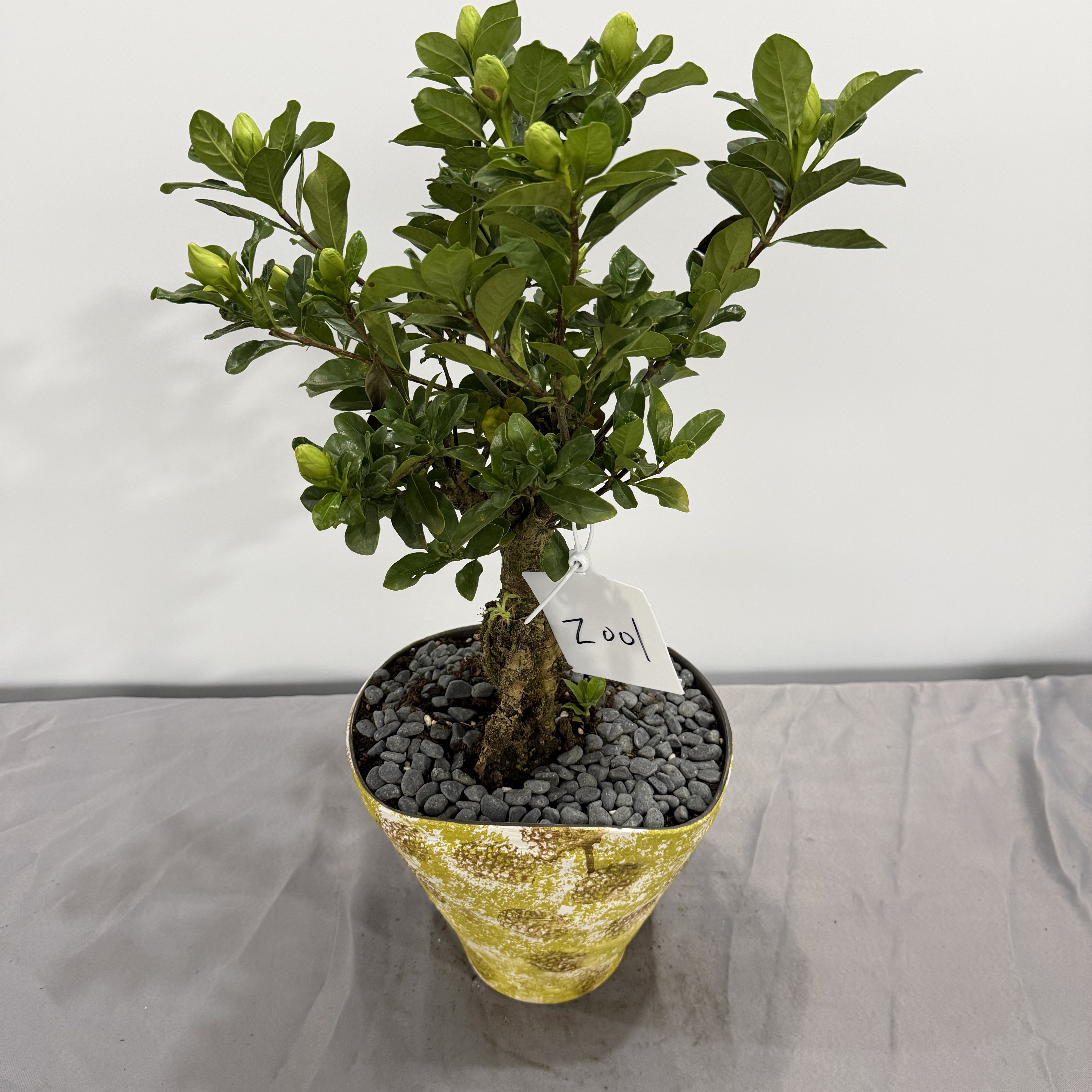 赤映特大老桩栀子花花期长