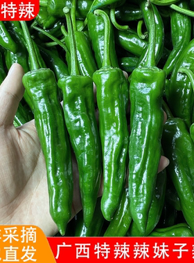 现摘现发薄皮香辣辣妹子辣椒
