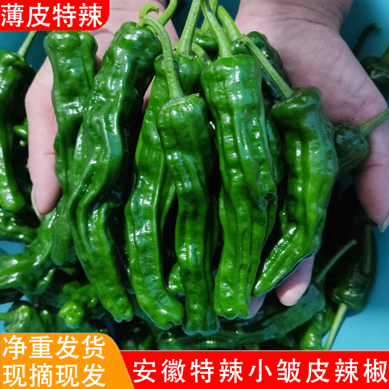 薄皮特辣特香小皱皮辣椒