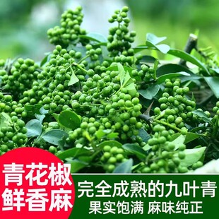九叶青新鲜花椒重庆江津特产350g真空保鲜生麻椒粒鲜青藤椒鲜花椒