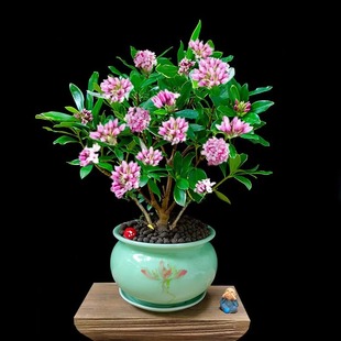 金边瑞香花苗盆栽带花浓香四季花卉室内四季绿植物观叶型室内花卉