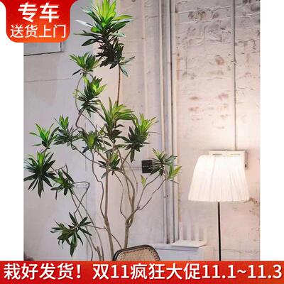 新客减百合竹盆栽有造型网红植物金边金心细叶百合竹北欧风室内客