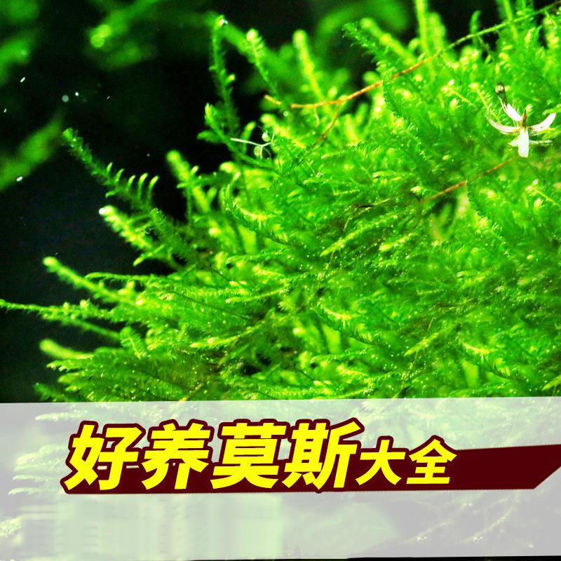 鱼缸水草植物真活草水培阴性增氧淡水入门级无土造景莫斯沉木水榕