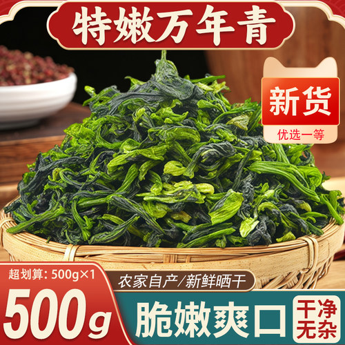 万年青蔬菜干农家自制橄榄菜干