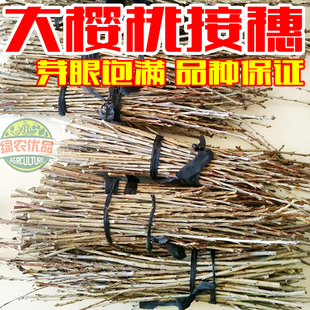 大樱桃接穗嫁接枝条车厘子枝条新品种大樱桃车厘子果树嫁接用枝条