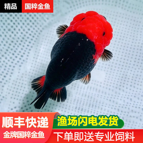 兰寿金鱼活鱼奶牛波妞鱼苗观赏鱼熊猫冷水鱼蓝寿好养玉面红袍齐腮