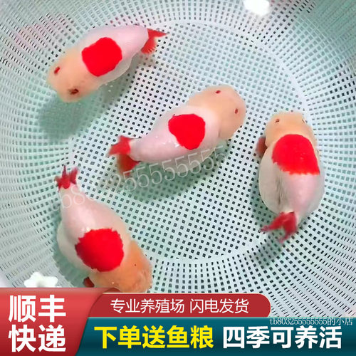 兰寿金鱼活鱼奶牛波妞鱼苗观赏鱼熊猫冷水蓝寿好养玉面红袍纯种苗