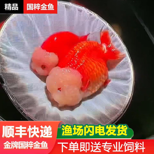 兰寿金鱼活鱼奶牛波妞鱼苗观赏鱼熊猫冷水鱼红白麒麟玉面红袍玉兔