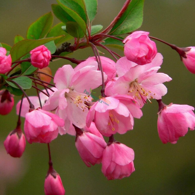 垂丝海棠盆栽植物室外好养植物老桩海棠花盆景树苗冬季耐寒花卉