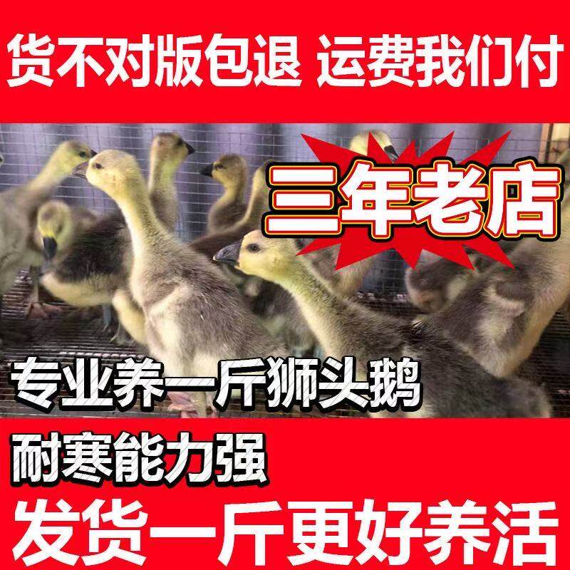 【加急发】小鹅活苗一斤左右正宗特大种狮头鹅活苗潮汕狮子头鹅苗