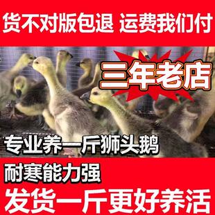 【加急发】小鹅活苗一斤左右正宗特大种狮头鹅活苗潮汕狮子头鹅苗
