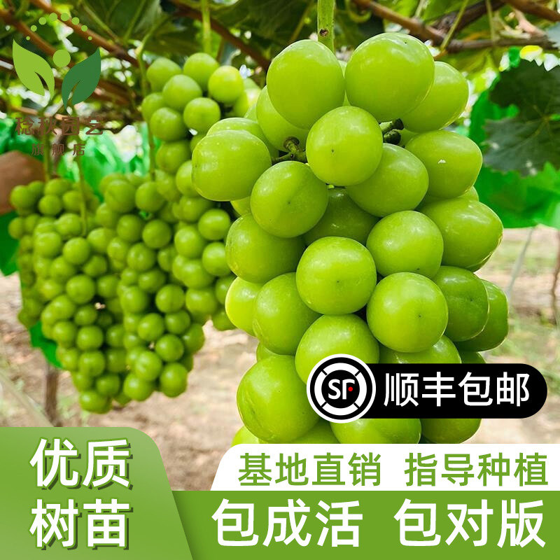 日本香印晴王葡萄苗阳光玫瑰无核葡萄树苗青提无籽葡萄苗当年结果