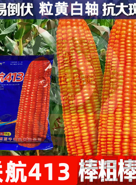 联航413抗倒伏大棒杂交玉米种稳产玉米杂交种果穗长抗病性强