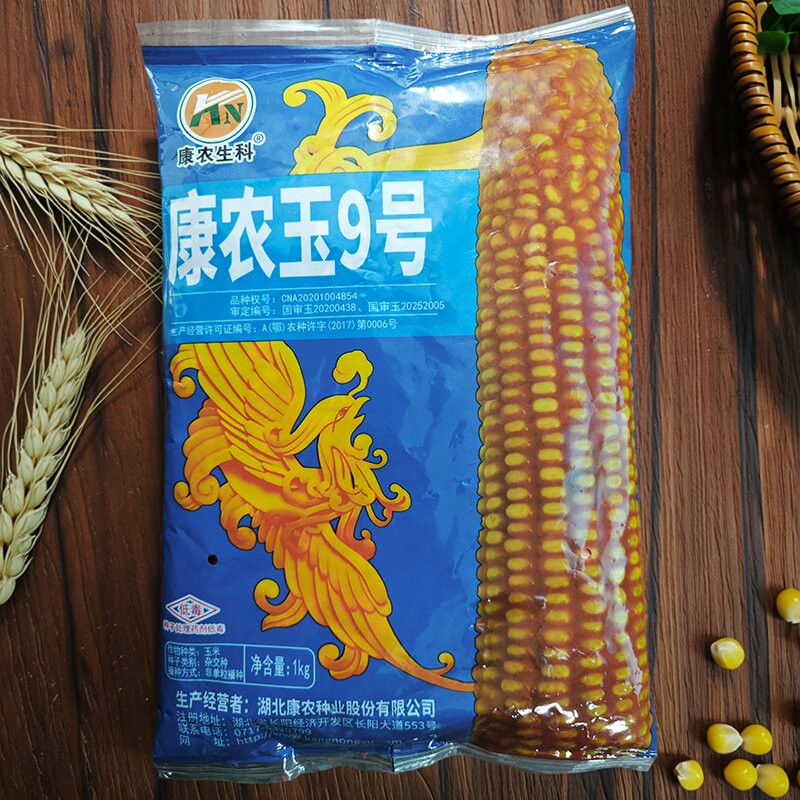 康农玉9号原装玉米种子高产矮杆抗倒抗病大棒白轴活杆熟国审