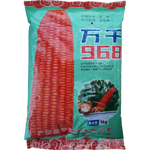 广西万千968玉米杂交种子大棒抗病易存活 适合广西种植