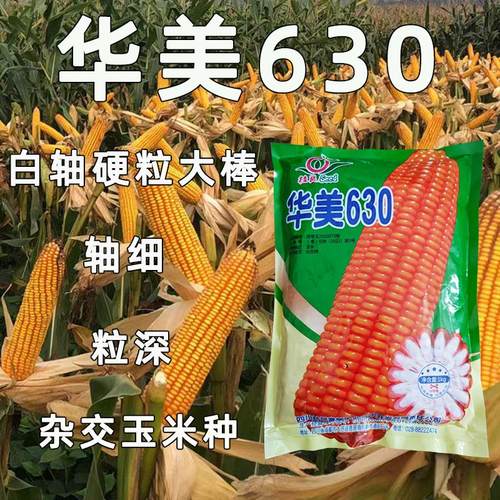 华美630白轴硬粒大棒轴细粒深抗病抗倒伏杂交玉米种