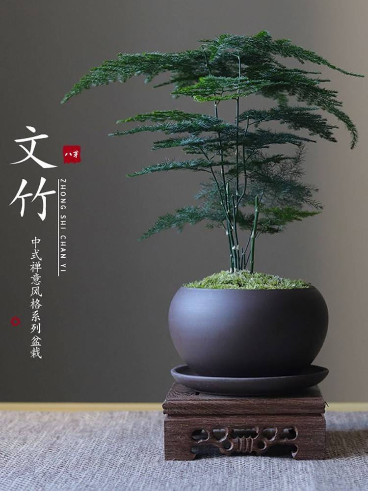 文竹盆栽植物室内客厅中式禅意盆景好养绿植办公室摆件创意花卉