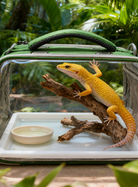 蜥蜴外带包便携手提斜跨式仓鼠鹦鹉蝴蝶透明透气爬虫蛇爬宠外出包