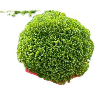 绿地球桌面绿植绿地珊瑚厥常绿蕨类植物翠云草绿地球水培盆栽植物