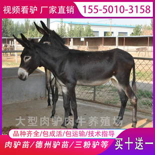 活体德州驴驹子出售三粉驴幼仔活驴苗骑乘毛驴肉驴种苗关东小驴驹