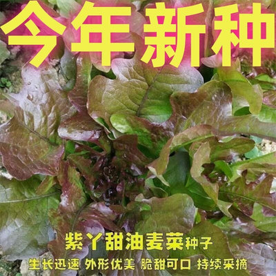 油麦菜紫红开丫甜赤艳种子耐热红尖叶甜麦菜四季大田速生菜红麦菜