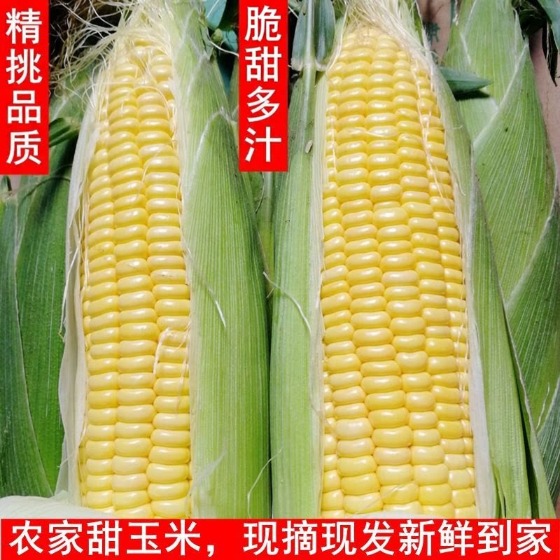 广西黄金水果玉米10斤新鲜现摘脆甜爆浆带皮苞谷玉米棒子非转基因