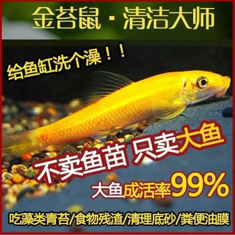 金苔鼠清洁鱼缸清道夫鱼金热带苔鼠观赏鱼青苔垃圾老鼠除藻工具