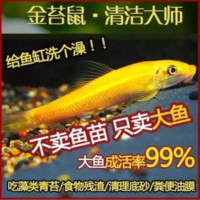 金苔鼠清洁鱼缸清道夫鱼金热带苔鼠观赏鱼青苔垃圾老鼠除藻工具