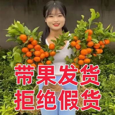 带果发货大橘子树苗砂糖橘盆栽地栽南北方种植无核砂糖橘当年结果