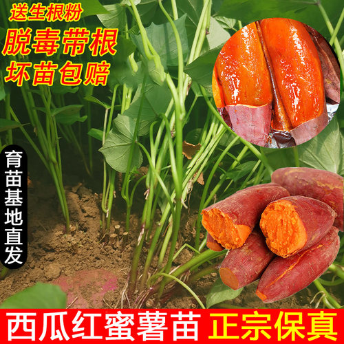 现拔现发西瓜红红薯苗秧地瓜苗