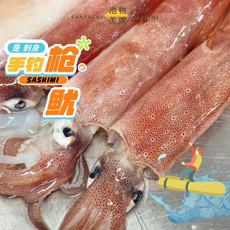 【手钓枪鱿鱼】新鲜活冻刺身鱿鱼东山本港渔获枪鱿鱼刺身切片发货