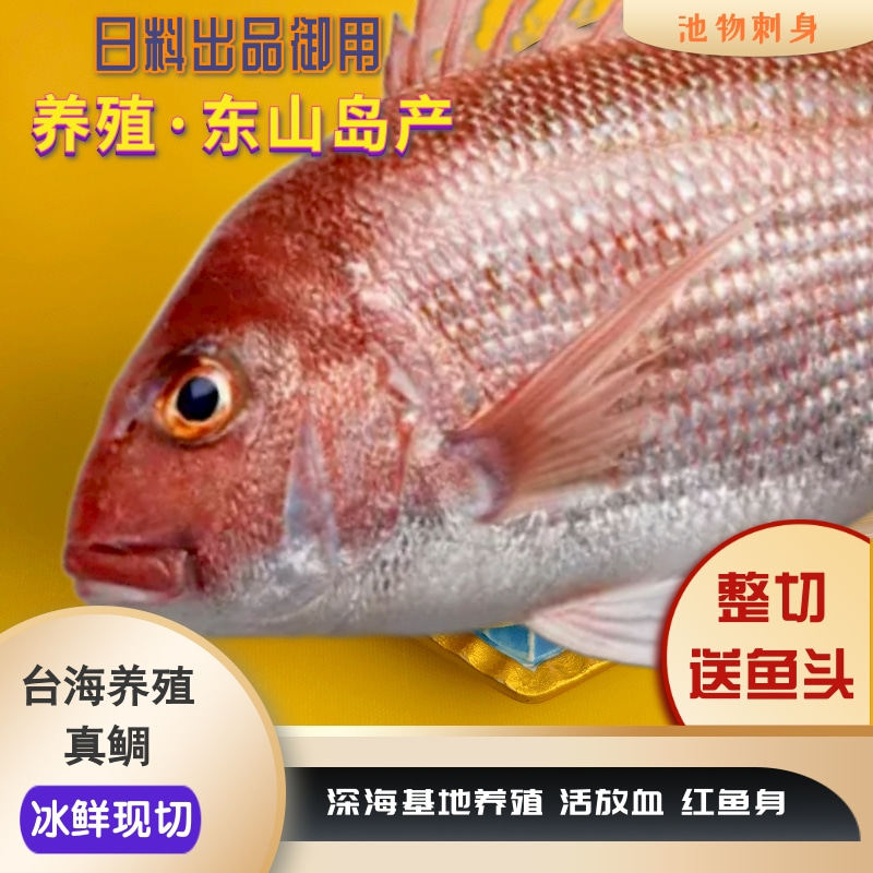 【真鲷 - 给鱼头】软糯清甜不腻 红加吉冰鲜深海鱼海鲜水产整条