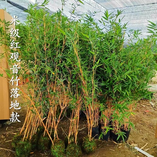大苗红观音竹客厅庭院美观绿植