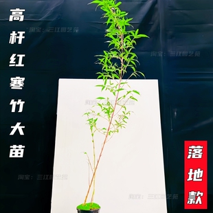 大型高杆红寒竹朱竹紫寒竹四季常青庭院室内茶室绿植禅意竹子盆景
