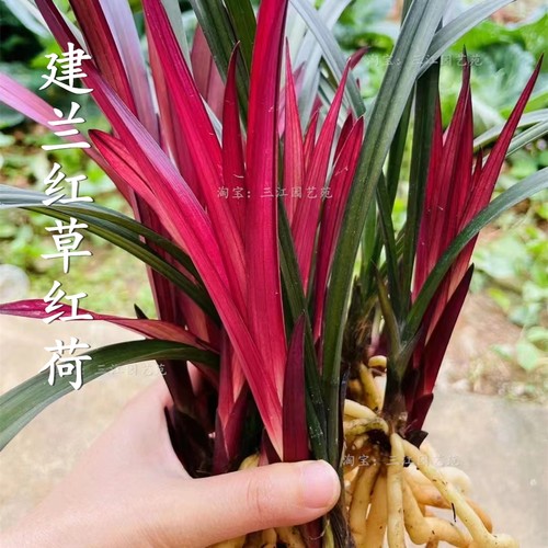 建兰红草红荷浓香美观桌面花卉