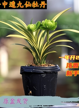 矮种春兰金边九仙牡丹兰花苗浓香好养活室内客厅阳台办公桌面花卉
