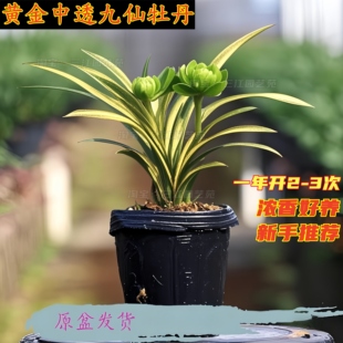 矮种春兰金边九仙牡丹兰花苗浓香好养活室内客厅阳台办公桌面花卉