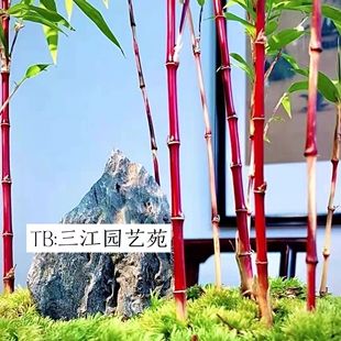 日本红寒竹紫寒竹朱竹名贵竹子盆栽客厅庭院阳台绿植懒人盆栽好养