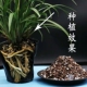 兰花专用植料送树皮四合一腐熟发酵进口树皮透气兰科营养土种植材