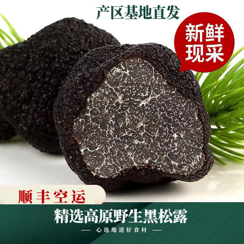 2024黑松露新鲜云南野生菌白松露山珍块菌菌菇礼盒成熟黑松露菌
