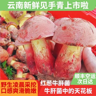 云南野生见手青新鲜红葱牛肝菌黄牛肝白葱云南野生菌菇鲜菌组合