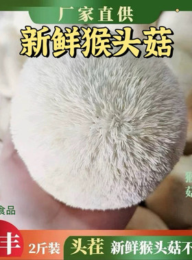 古田猴头菇猴菇养胃猴头菇新鲜