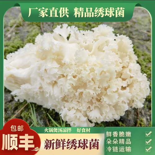 新鲜绣球菌火锅食材厂家直供