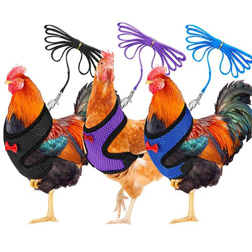 L Size Fashion Chicken Vest Hen Belt Pet Harness Matching Co