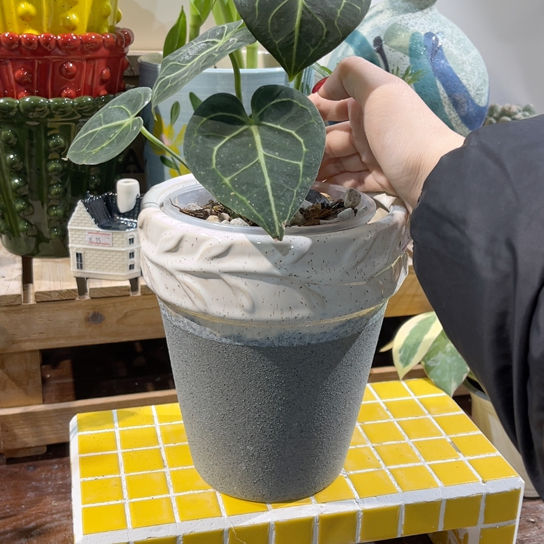 高17.5口13,鲜花速递/花卉仿真/绿植园艺,花盆,淘宝优惠券,粉丝福利购,淘宝优惠卷