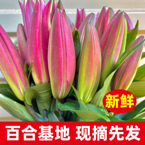 香水百合鲜花云南直发鲜切花