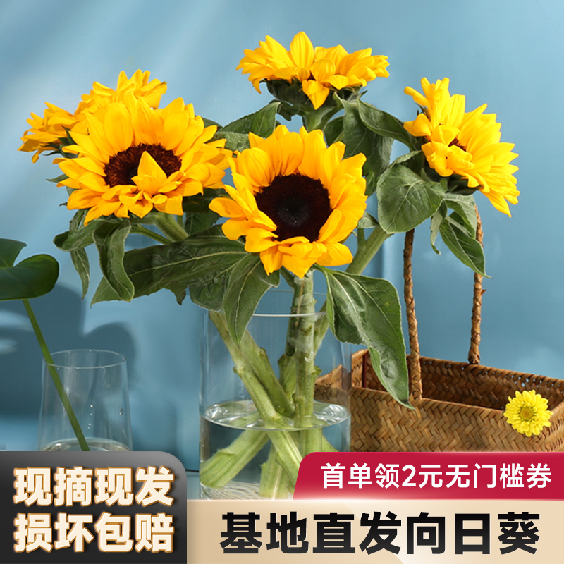 小清新插花向日葵包邮