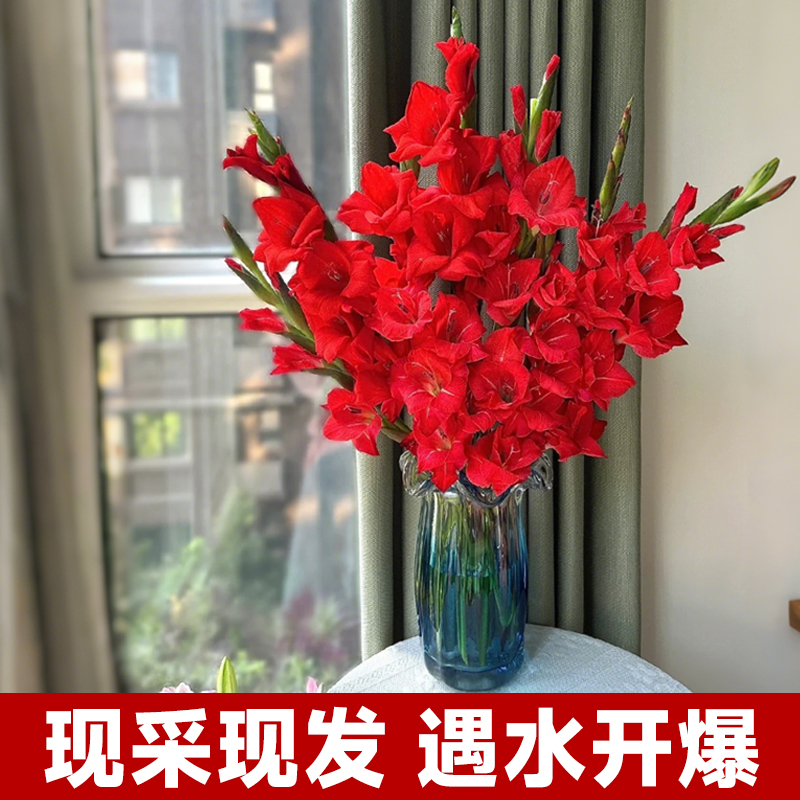 剑兰鲜切花云南斗南基地直发家用水养插瓶鲜花办公室插花