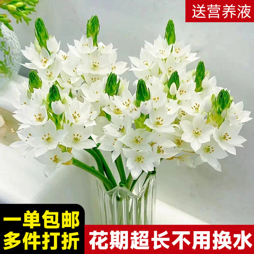 圣心百合花期超长适合懒人花材
