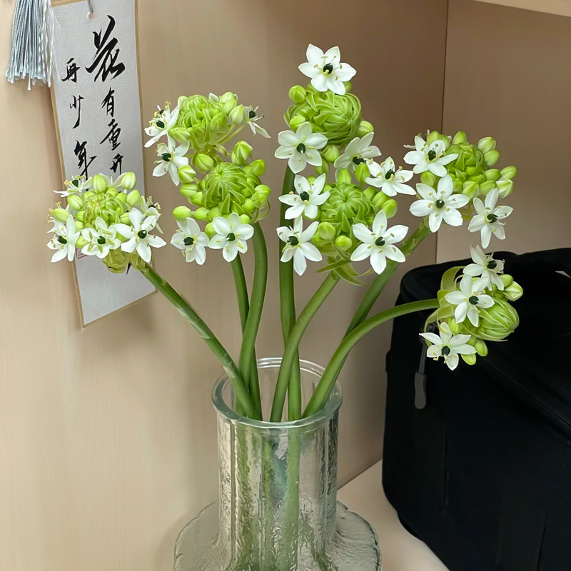天鹅绒鲜花云南基地直发办公室家庭水养插花超长待机伯利恒之星图片
